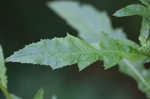 American burnweed